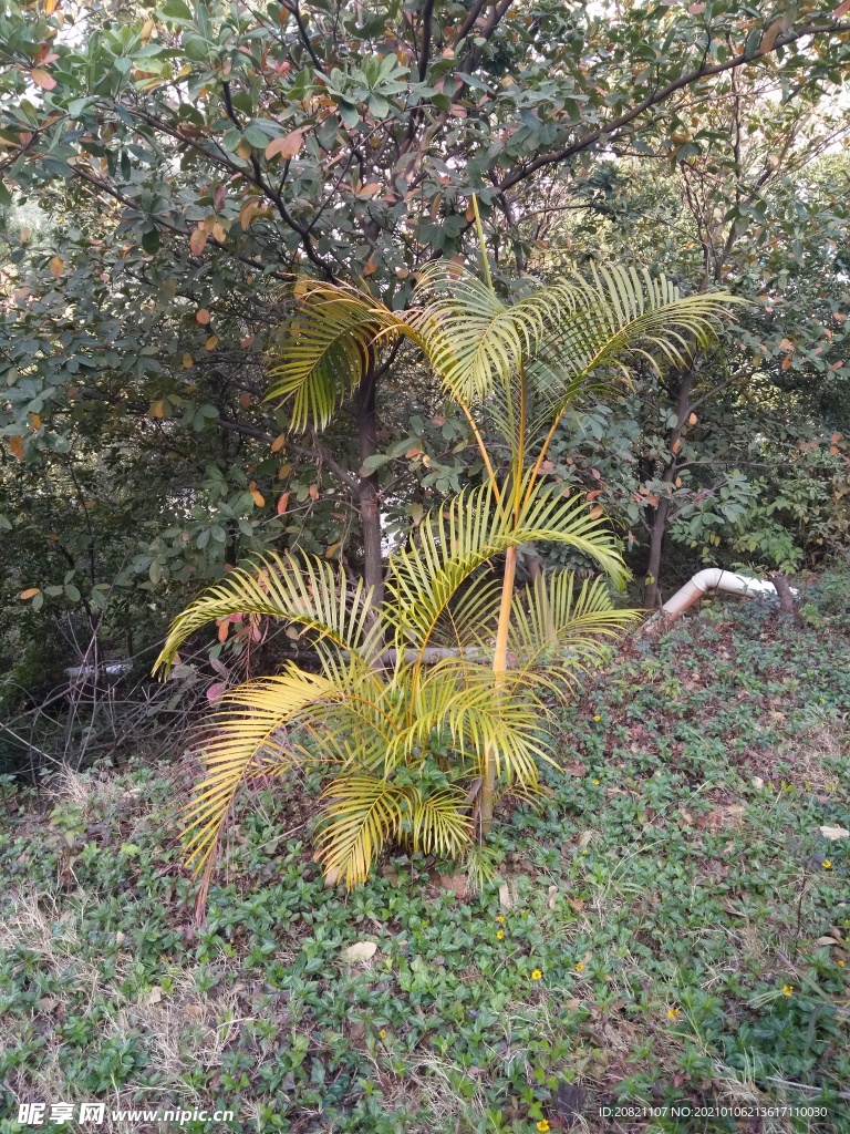 树