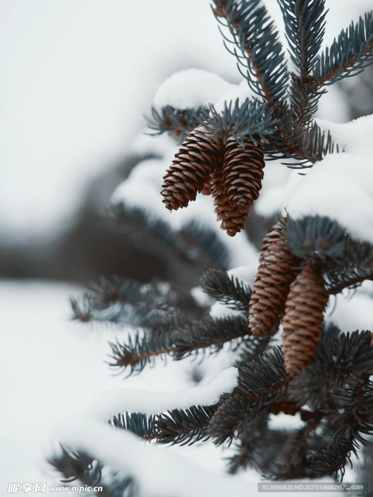 雪景