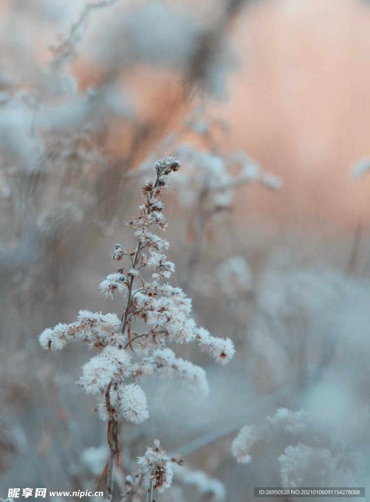 雪景