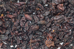 山茱萸