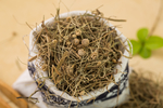 谷精草