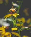 蜜蜂