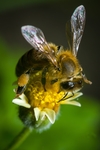 蜜蜂