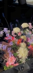 植物花朵   图片