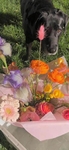 植物花朵   图片