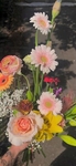 植物花朵   图片   花