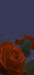 月季花图片