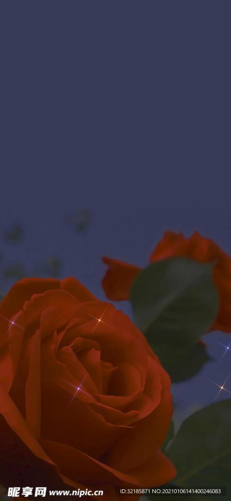 月季花图片