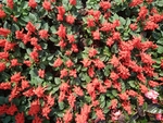 花卉
