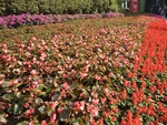 花卉