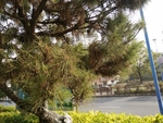 花卉