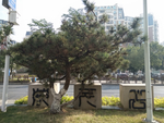 花卉