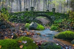 森林风景
