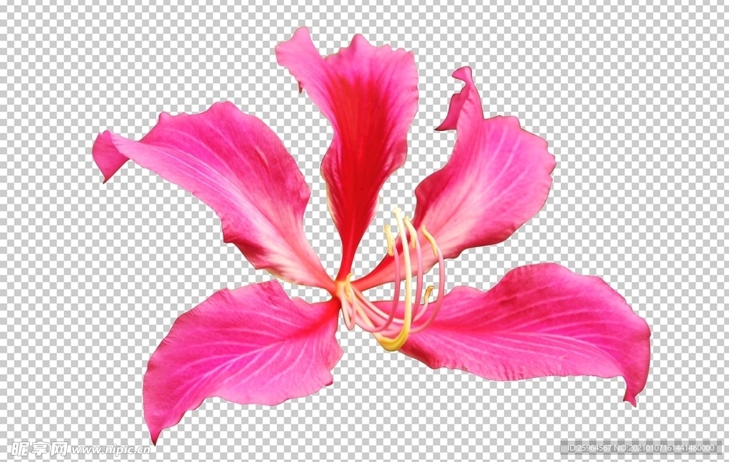 紫荆花素材