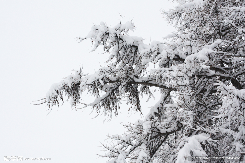 雪景图