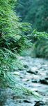 唯美  风景  图片