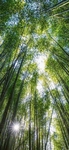 唯美  风景  图片