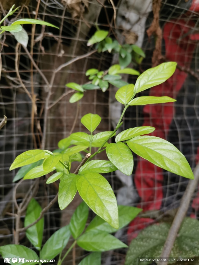 红花仙草的仙草