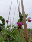豌豆花