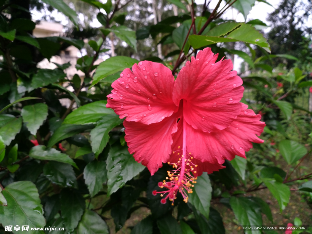 芙蓉花