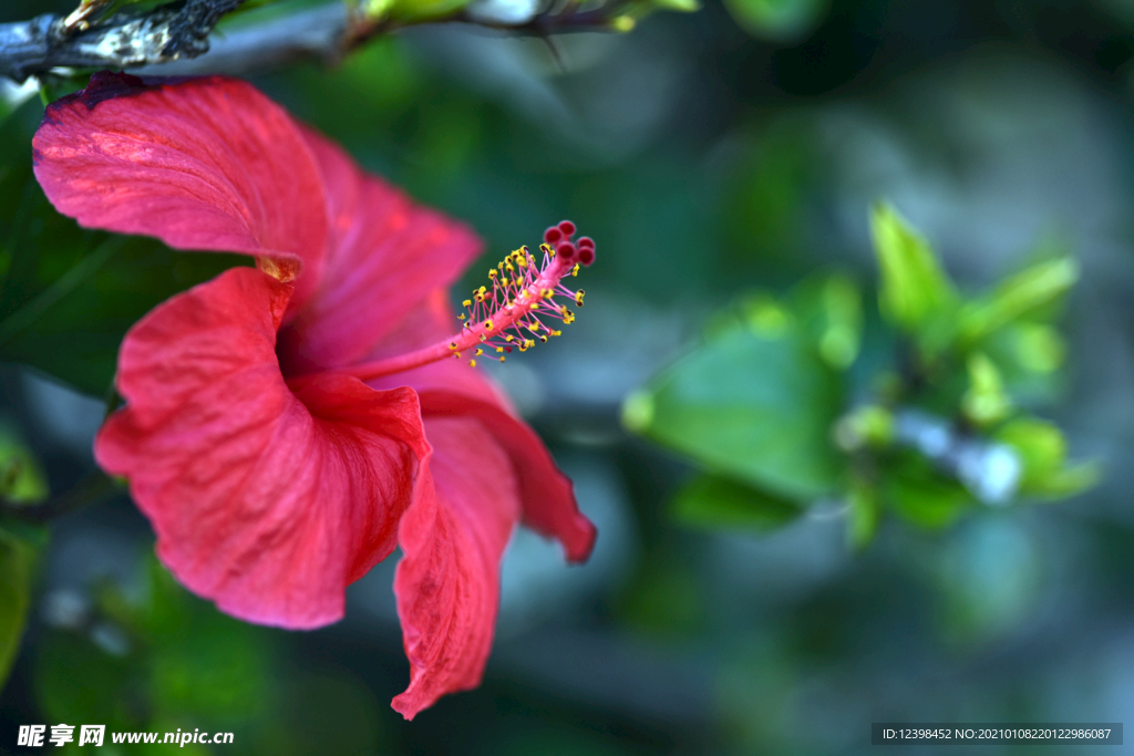 芙蓉花