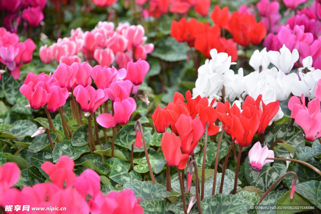 漂亮的仙客来鲜花
