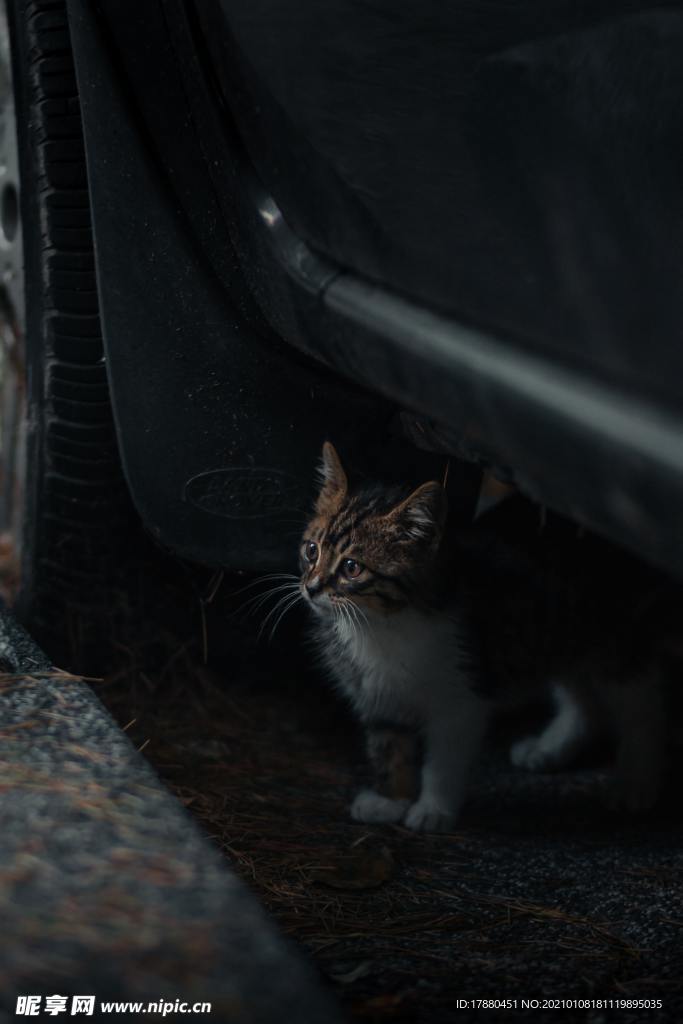 猫