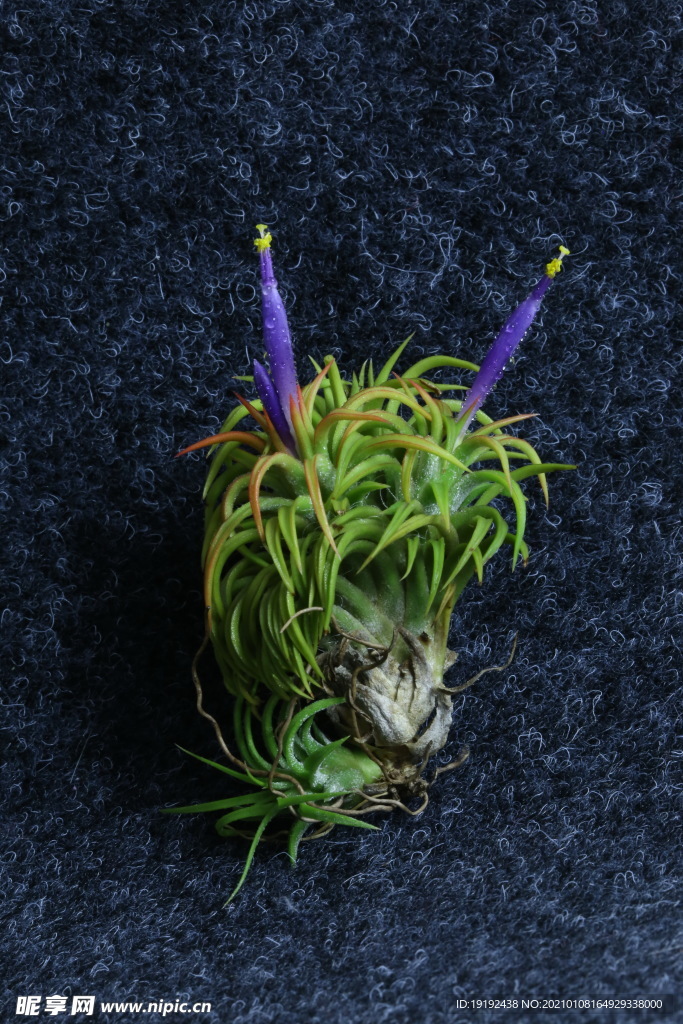 多肉植物