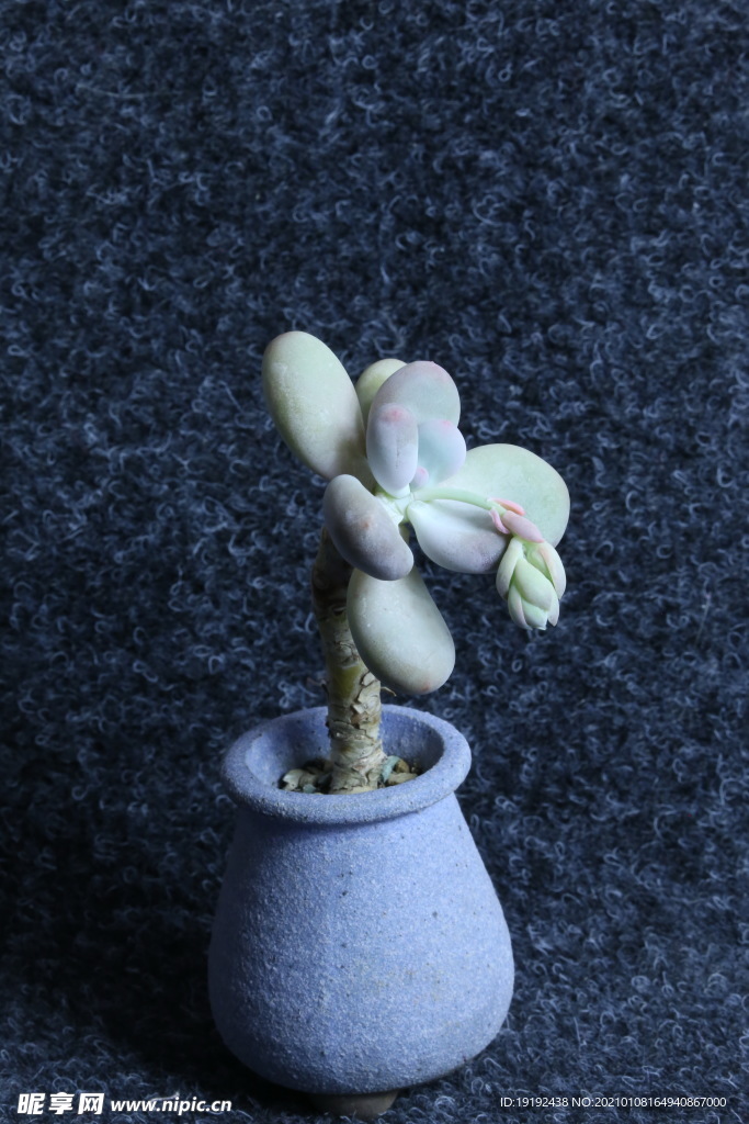 多肉植物