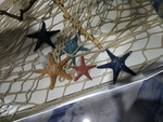 海星