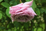 玫瑰花