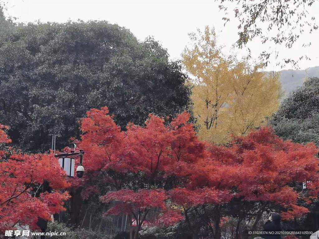 岳麓山红枫