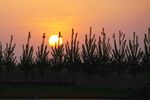 东平湖夕阳