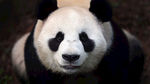 壁纸