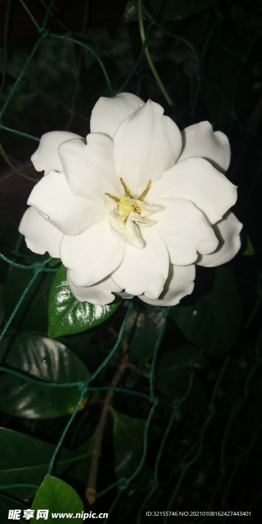 栀子花