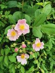 花苞
