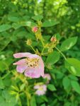 鲜花