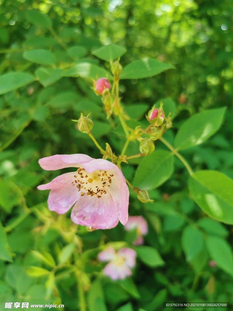 鲜花