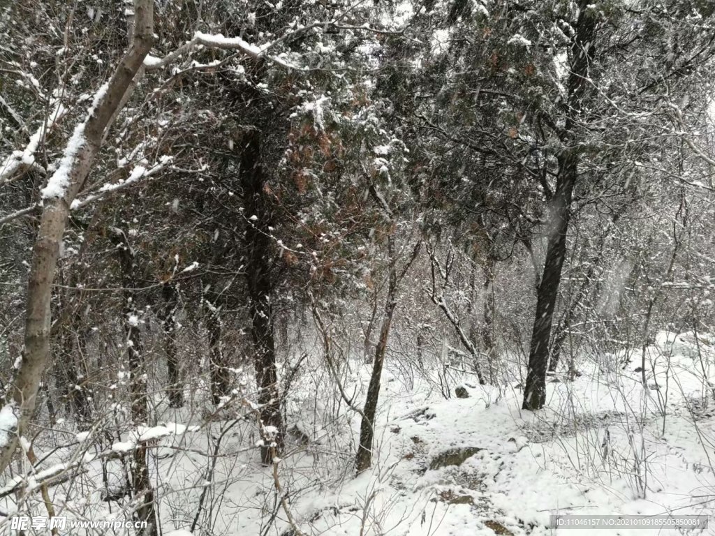 雪景