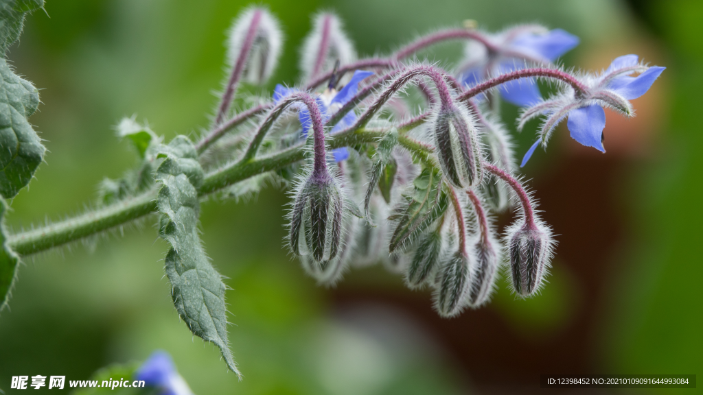 紫色琉璃苣鲜花