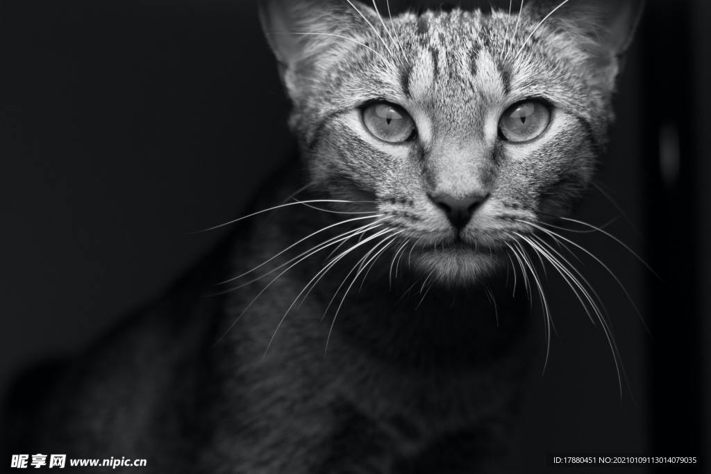猫