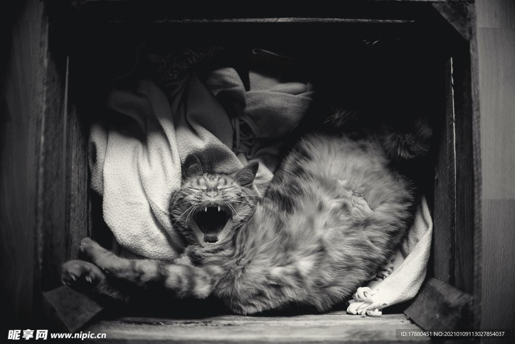 猫