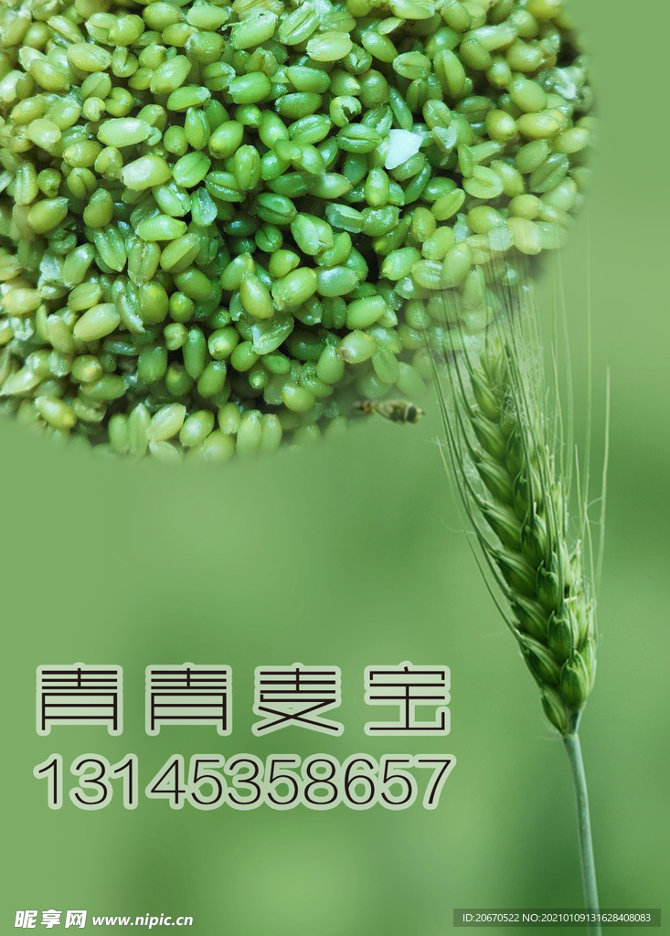青青麦宝