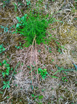小花野草