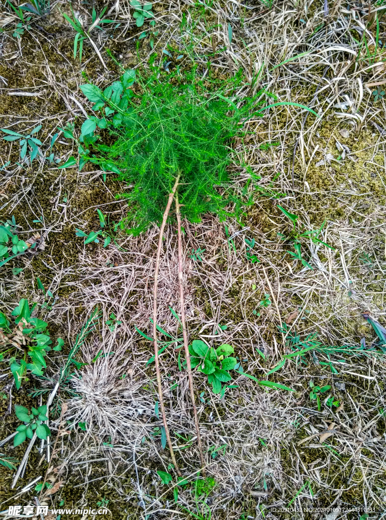 小花野草