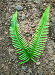 断肠草
