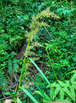 杂草植物