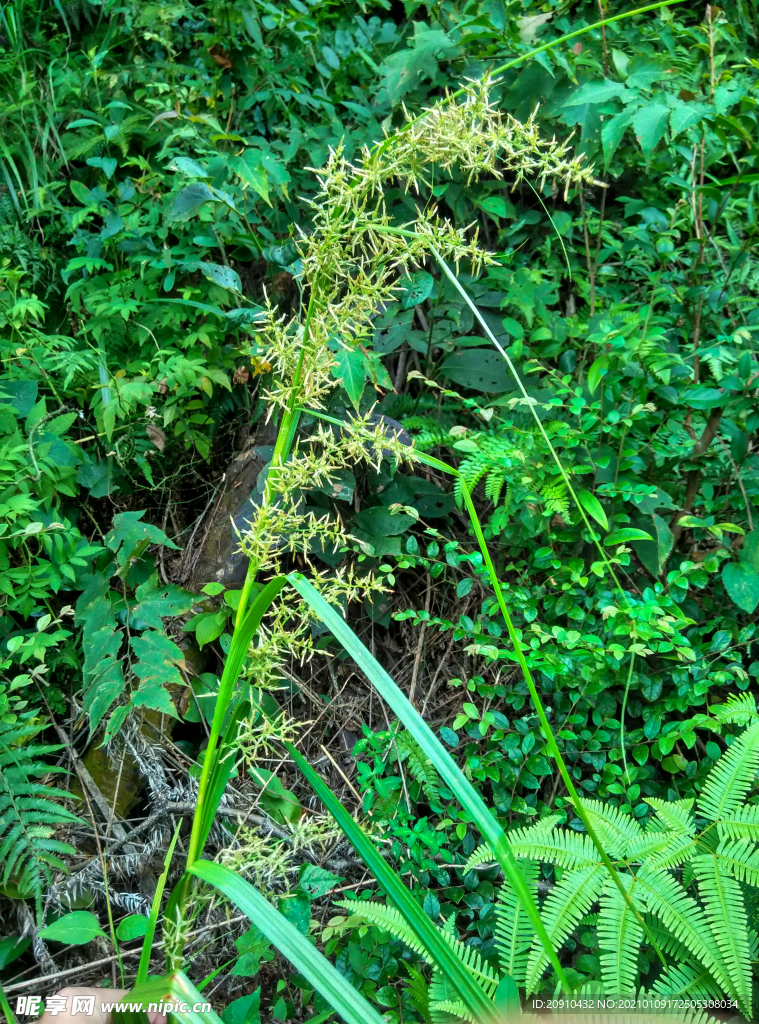 杂草植物