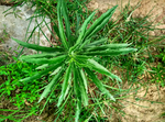 野花野草