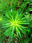 野花野草
